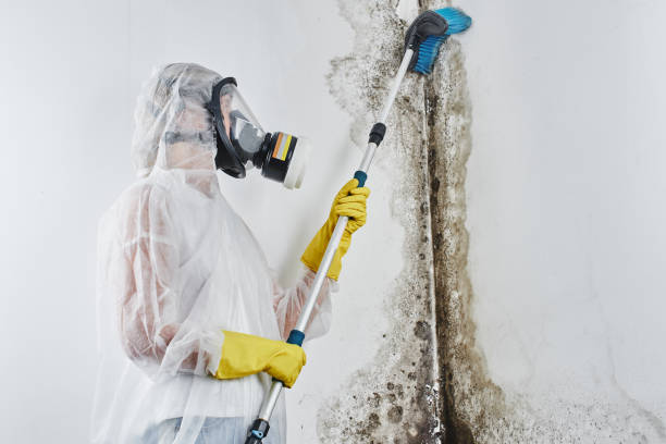 Best Mold Removal Company Near Me  in Ukiah, CA