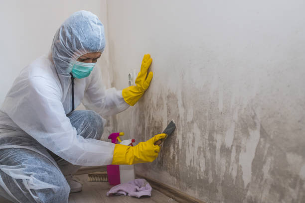 Best Residential Mold Removal  in Ukiah, CA