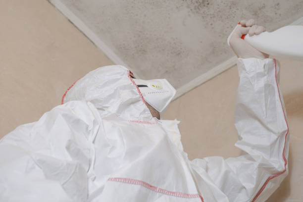 Best Black Mold Removal  in Ukiah, CA