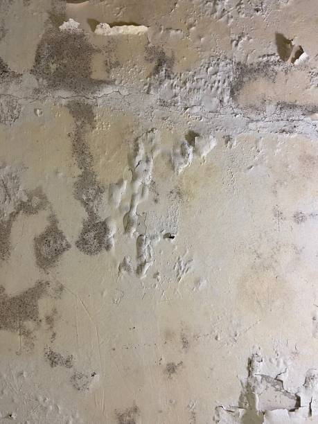 Best Crawl Space Mold Removal  in Ukiah, CA