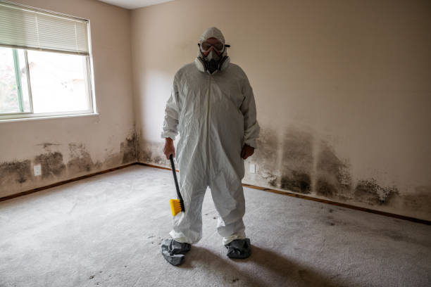 Best Mold Damage Repair  in Ukiah, CA