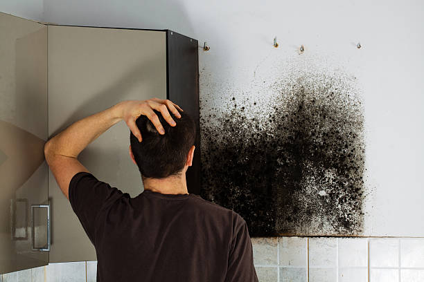 Best Commercial Mold Removal  in Ukiah, CA